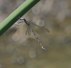 Archilestes californicus