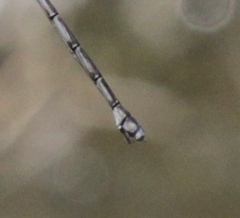 Archilestes californicus