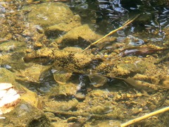 Hypentelium nigricans