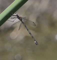 Archilestes californicus