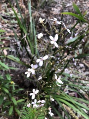 Stylidium laricifolium