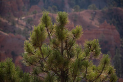 Pinus edulis
