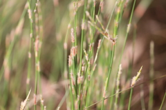 Dapsilanthus spathaceus