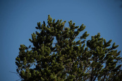 Pinus edulis