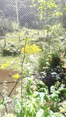 Packera sanguisorbae