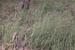 Dapsilanthus spathaceus