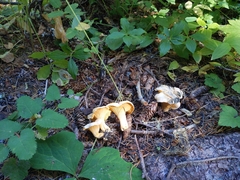 Cantharellus
