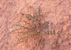 Cirsium arizonicum