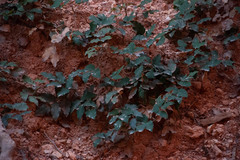 Berberis repens