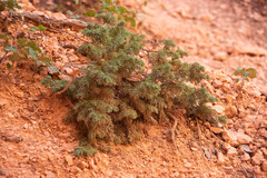 Juniperus communis