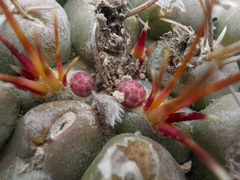 Thelocactus hexaedrophorus