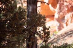 Juniperus osteosperma