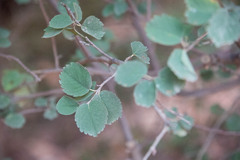 Amelanchier utahensis