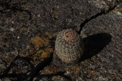 Echinocereus pectinatus pectinatus