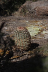 Echinocereus pectinatus pectinatus