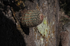Echinocereus pectinatus pectinatus
