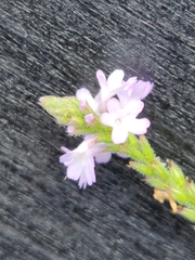 Verbena brasiliensis