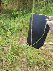 Verbena brasiliensis