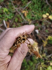 Penstemon
