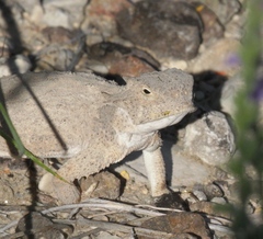 Phrynosoma modestum
