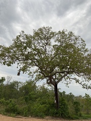 Hymenaea stigonocarpa