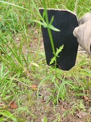 Verbena brasiliensis