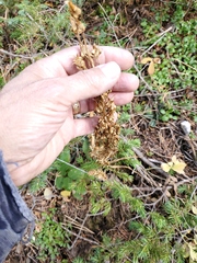Penstemon