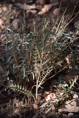 Cirsium arizonicum
