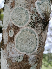 Cryptothecia striata