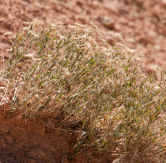 Brickellia oblongifolia