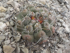 Thelocactus hexaedrophorus