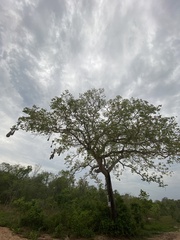Hymenaea stigonocarpa