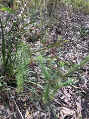Stylidium laricifolium