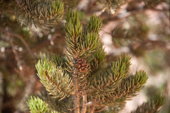 Pinus edulis