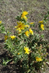 Scolymus