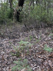 Stylidium laricifolium