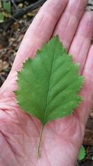 Crataegus holmesiana