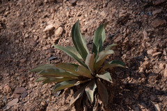 Penstemon pachyphyllus
