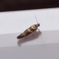 Scythris trivinctella