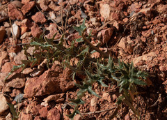 Cirsium arizonicum
