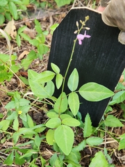 Desmodium glabellum