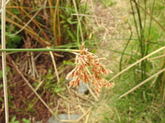 Schoenoplectus californicus