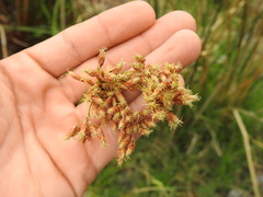 Schoenoplectus californicus