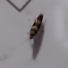 Scythris trivinctella