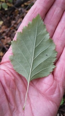 Crataegus holmesiana