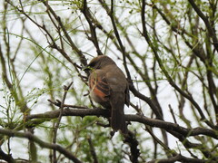 Agelaioides badius