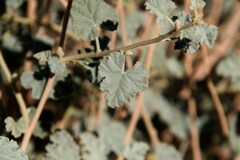 Sphaeralcea ambigua