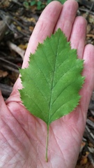 Crataegus holmesiana