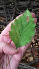 Crataegus holmesiana