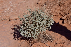 Sphaeralcea ambigua